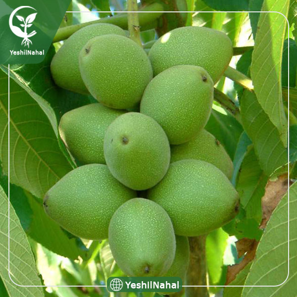 نهال گردو خوشه ای فرانسه